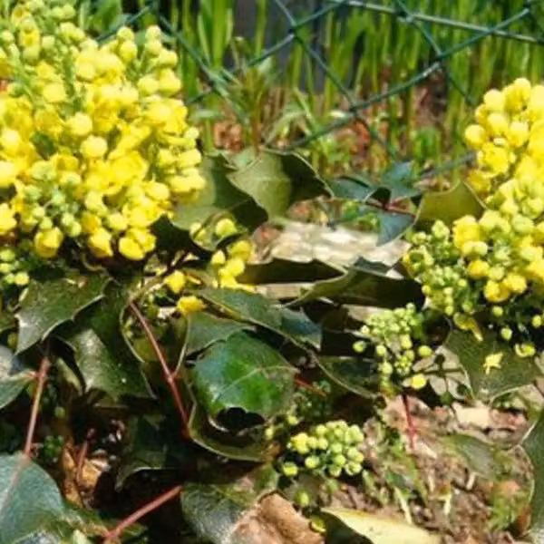 Mahonia - Mahonia aquifolium 'Apollo' | 25-30 cm in vaso
