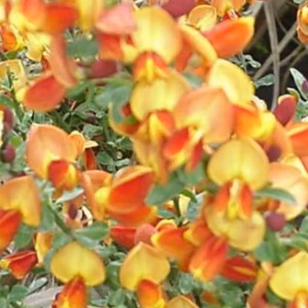 2 piante di Ginestra 'Lena' (Cytisus 'Lena') | Altezza: 40-60 cm, fornite in vaso