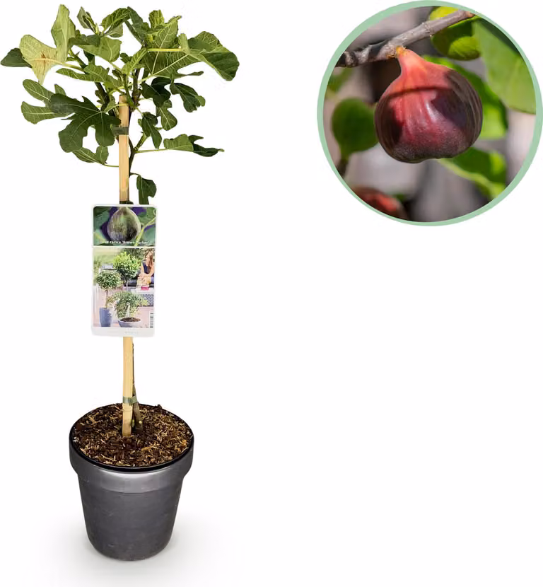 Ficus carica Brown Turkey - Pianta da appartamento - Pianta da terrazzo - Decidua - Bassa manutenzione - 80-90cm - Ø19cm - Pianta da giardino