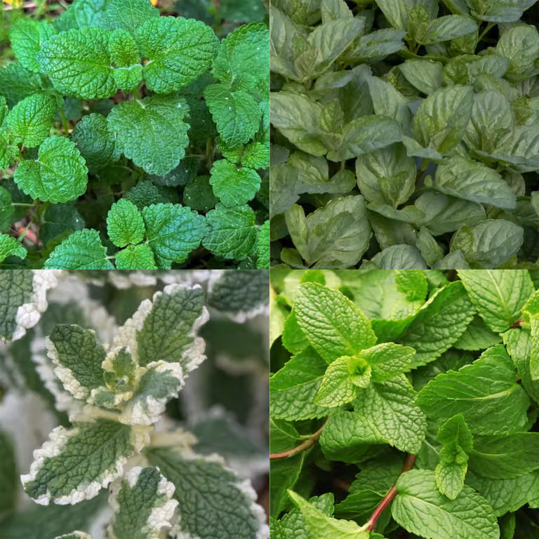 Set di piante perenni - Erbe aromatiche - 24 varietà - Piante per 3 m²