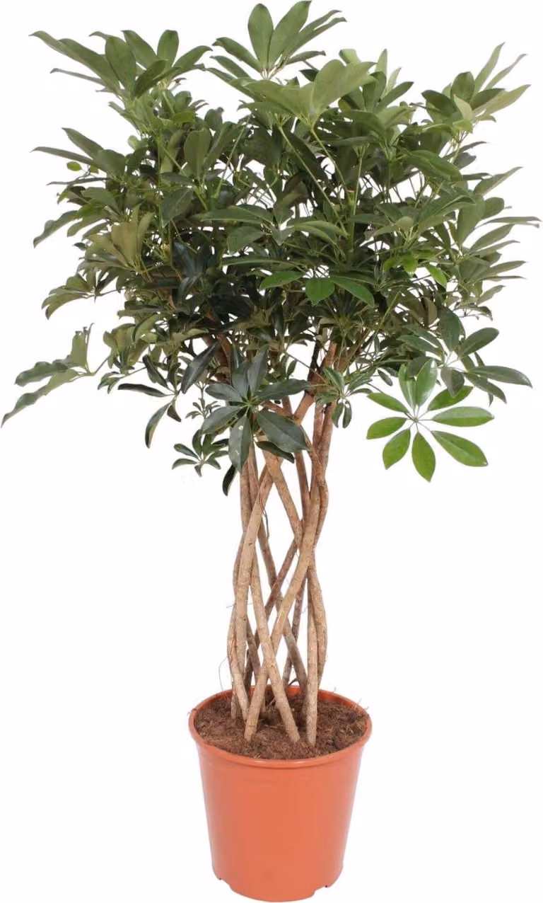 Schefflera Arboricola Compacta Stelo intrecciato - 140 Cm - Ø30