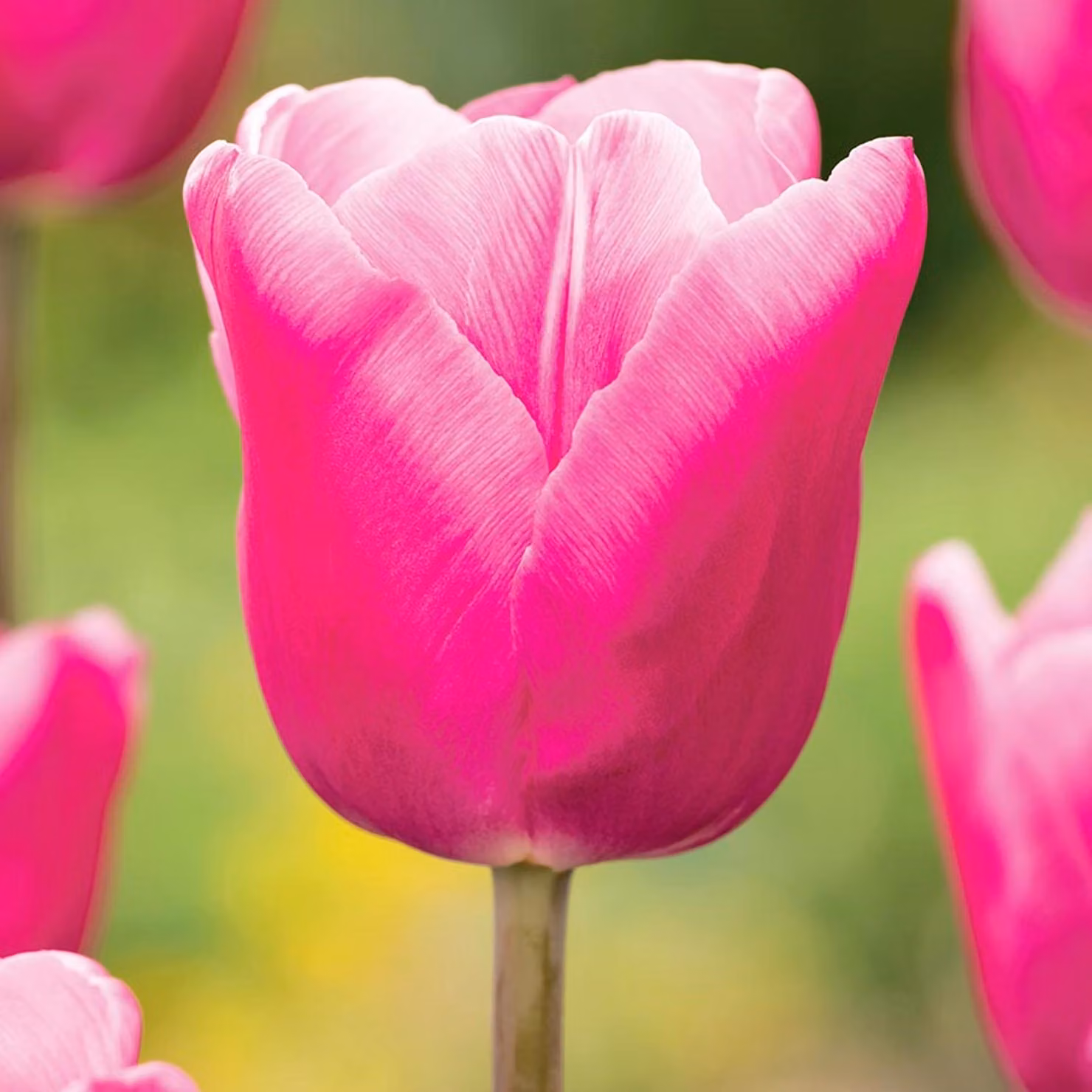 Tulipani Bulbi Fiori Tulipano gigante Jumbo Rosa 5 pz.