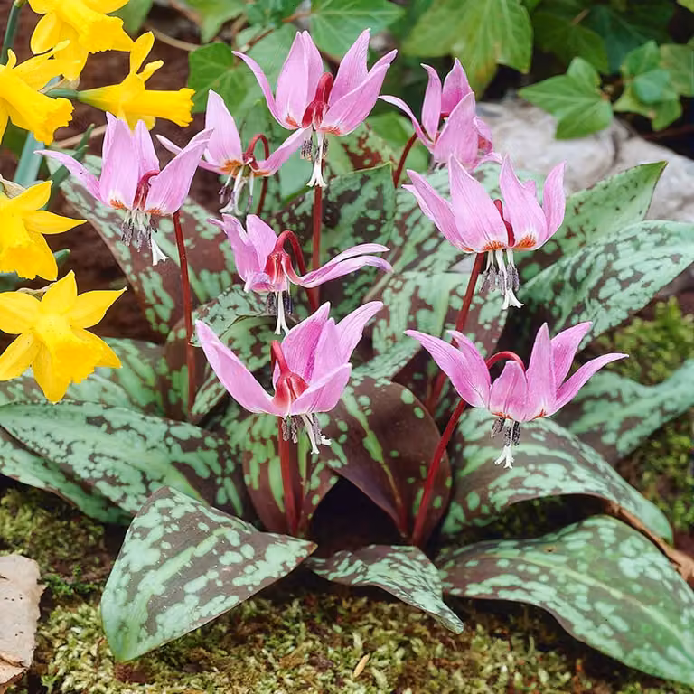 Bulbi di Erythronium Fiori Dogtooth Rose Queen 1 pz.