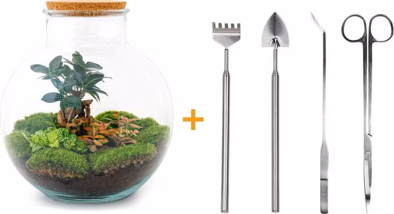 Terrario fai da te - Bolder Bob Bonsai - ↕ 30 cm