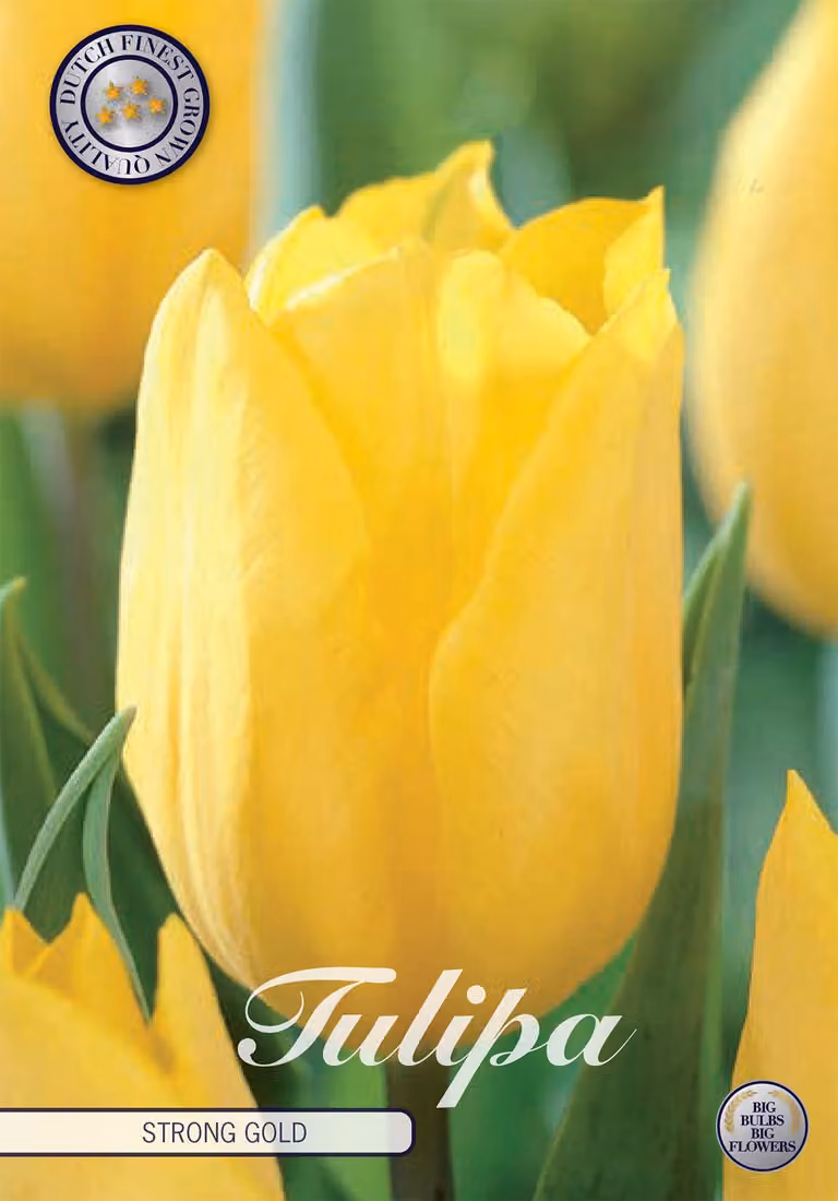Triumph - Oro intenso - Tulipa