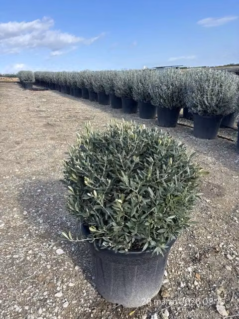 Olea Europaea Palla 55 Cipressino Verde di Vivaio Garden Forest