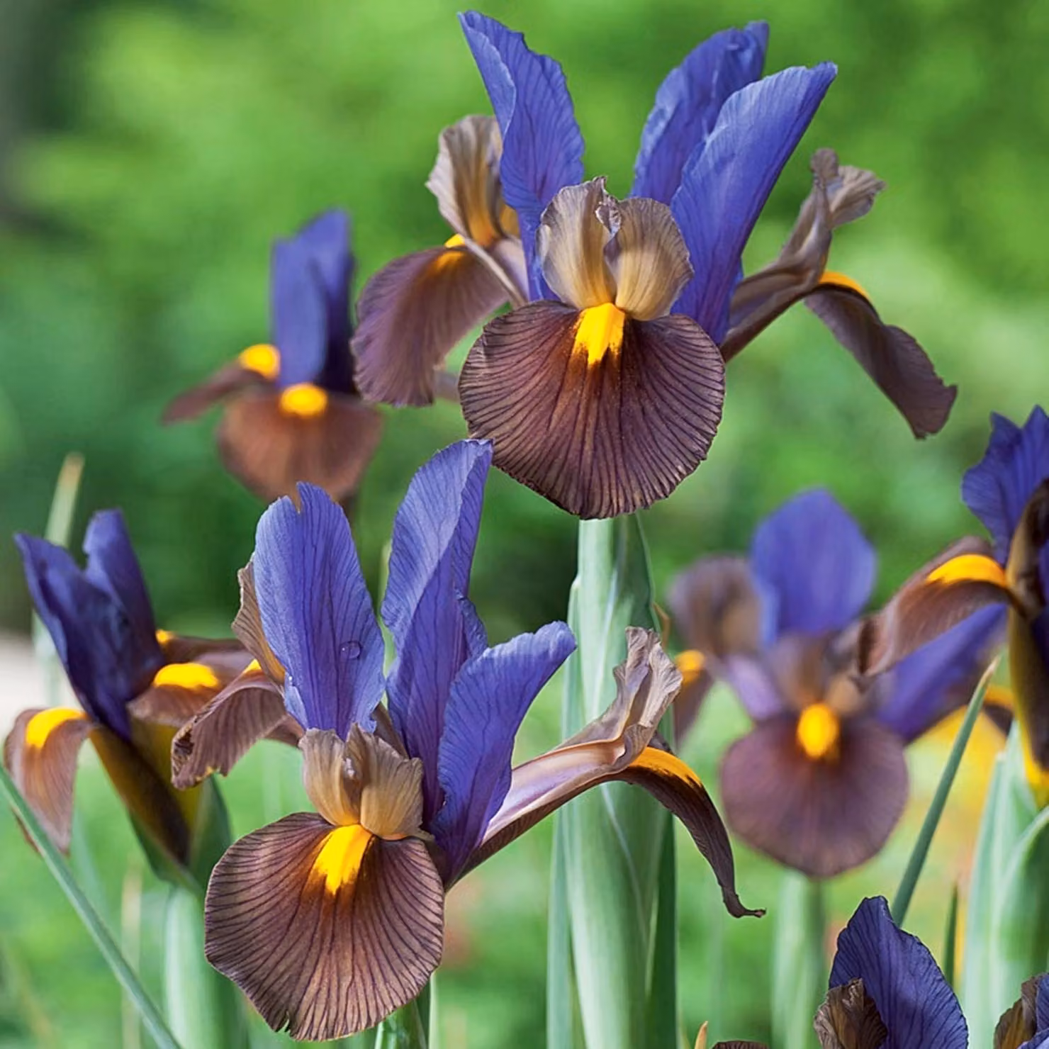 Iris Iris olandese Tigereye 10 bulbi di iris iris