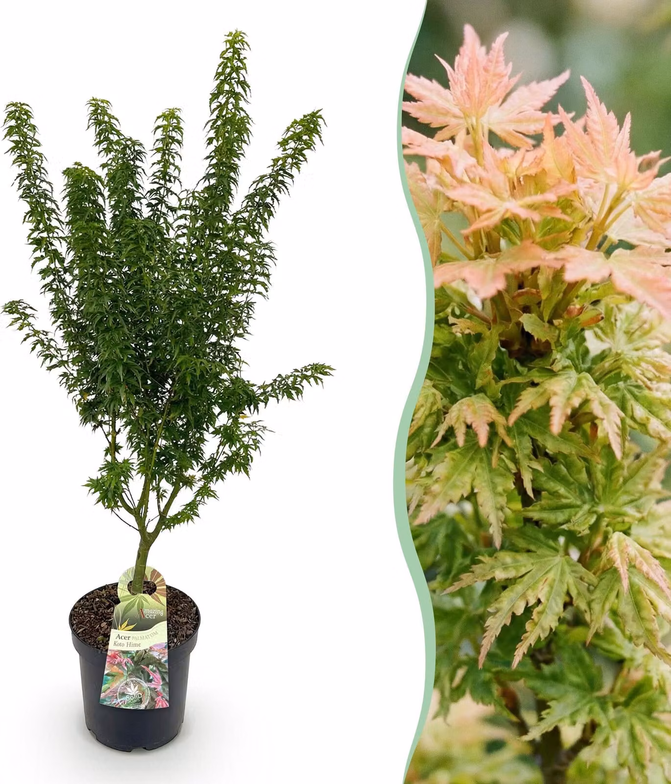 Acer palmatum Koto Hime - Acero giapponese - Deciduo - Verde - 80-90cm - Ø26cm - Pianta da giardino