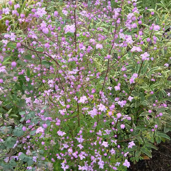 6 piante di *Thalictrum delavayi* (Delavay), in vaso da 9x9 cm