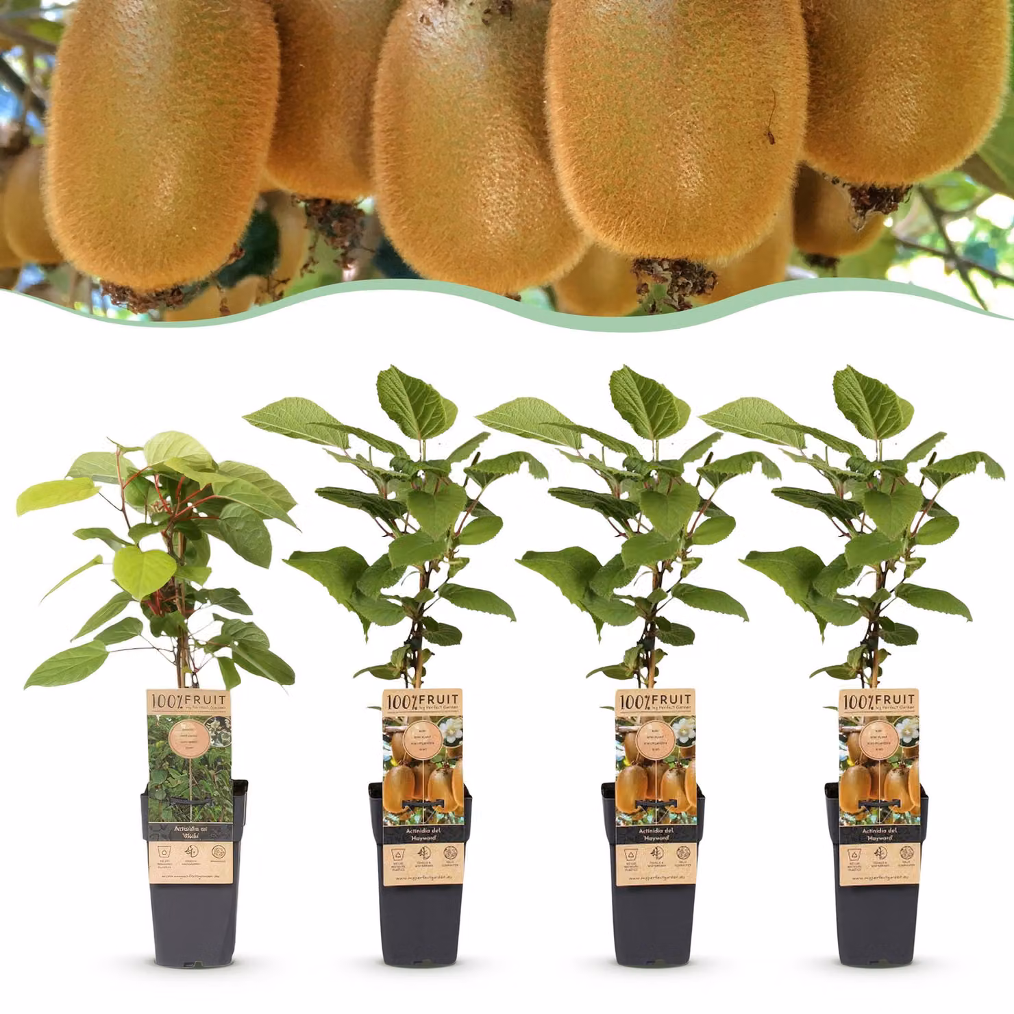 Actinidia Weiki & Hayward - Pianta di kiwi - 1 Maschio - 3 Femmine - Piante - Verde - 40-50cm - Ø15cm - Pianta da giardino