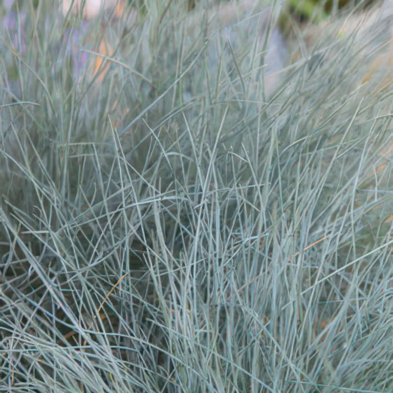Festuca glauca 'Elijah Blue' 10-25cm, Ø9cm, 6 piante, erba ornamentale giardino