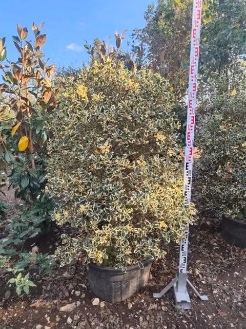 Agrifoglio Ilex Aquifolium Argenteomarginata Piramide Vaso 60 cm H 160-170
