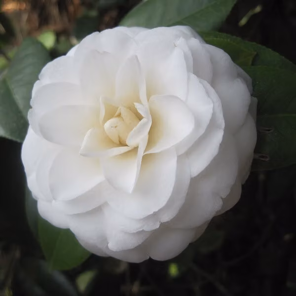 Camelie - *Camellia japonica* | 60-80 cm, in vaso