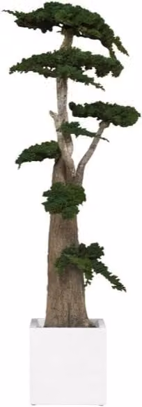 Pianta di Ginepro stabilizzata H160cm (No acqua no Manutenzione)