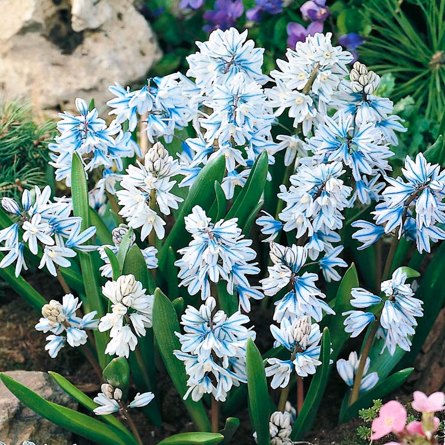 Bulbi da fiore Bulbi da fiore Puschkinia Libanotica - 20 pz.