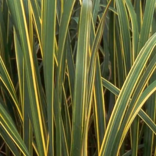 6 piante di erba dorata (Spartina pectinata 'Aureomarginata') | Vaso da 9x9 cm