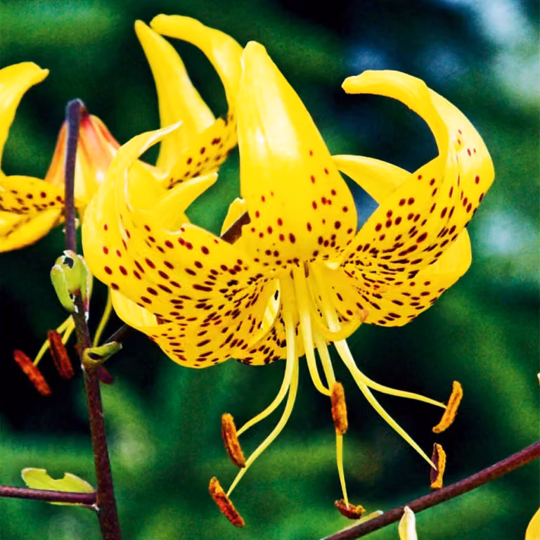 Gigli Bulbi da fiore Fiori Giglio tigrato Giallo tigrato 1 pz.