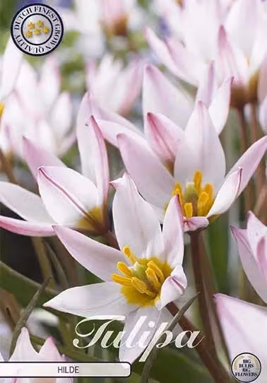 Tulipano Hilde (10 pezzi) | Bulbi di tulipano di Sam van Schooten