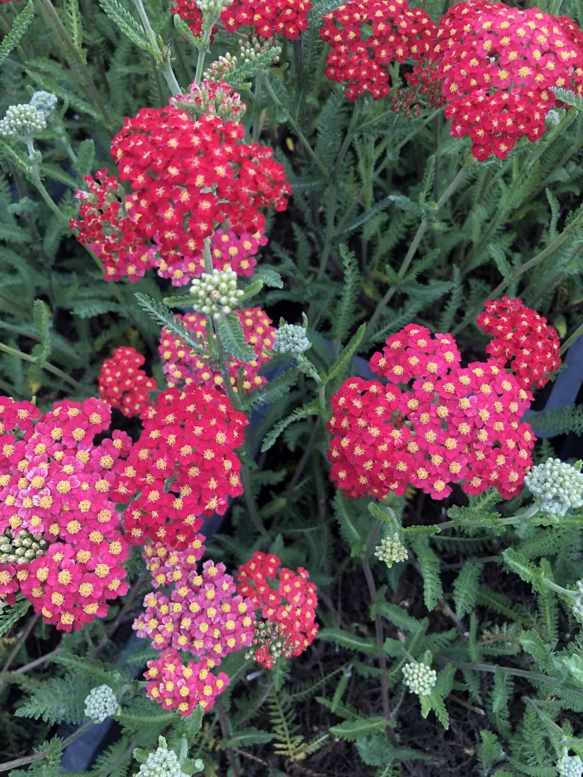 6 x Achillea millefolium 'Paprika' - Schafgarbe im topf 9 x 9 cm