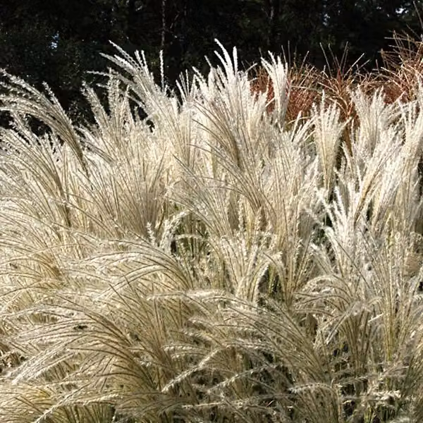 6 piante di *Miscanthus sinensis* 'Kleine Fontaene' | Vaso da 9x9 cm