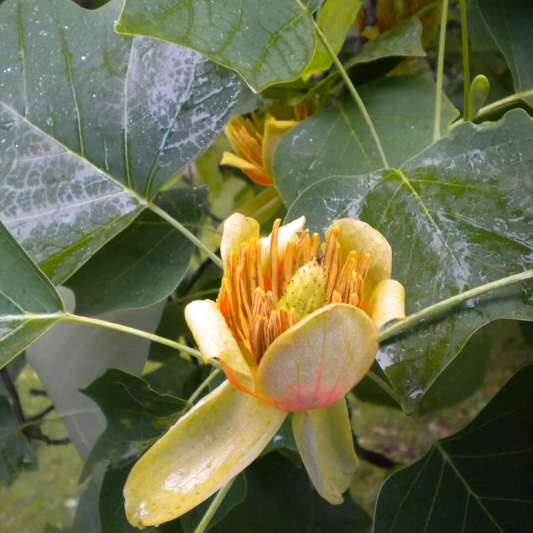 Tulipier 2L