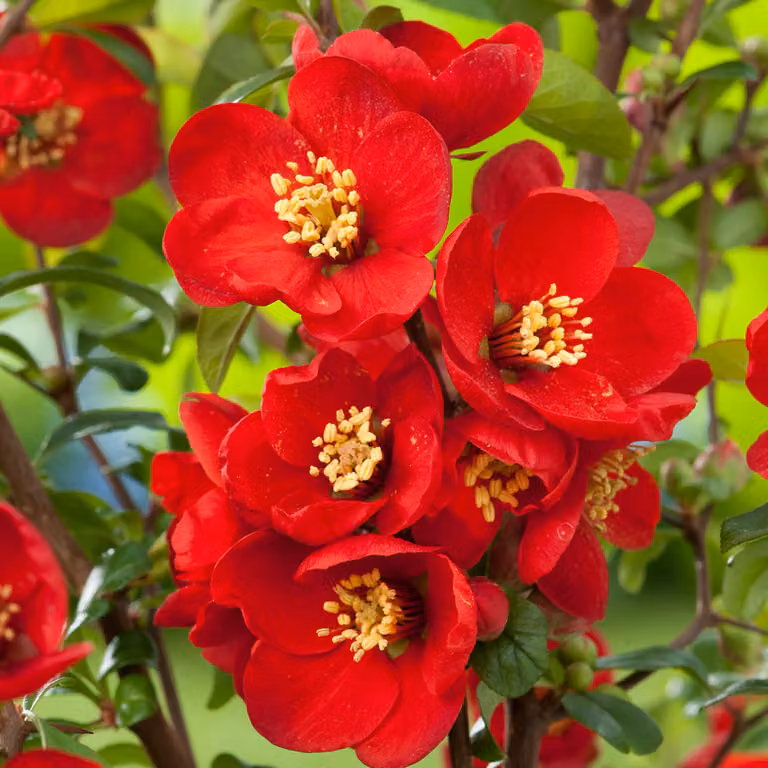 2 piante di Chaenomeles superba 'Nicoline' (alberi ornamentali) | Altezza: 30-40 cm, in vaso