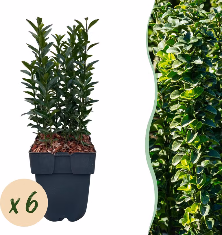 Piante da siepe - Euonymus japonica Green Spire - foglie verdi - 6 piante - 1 metro lineare - sempreverdi - 30-40cm - Ø18cm - Pianta da giardino
