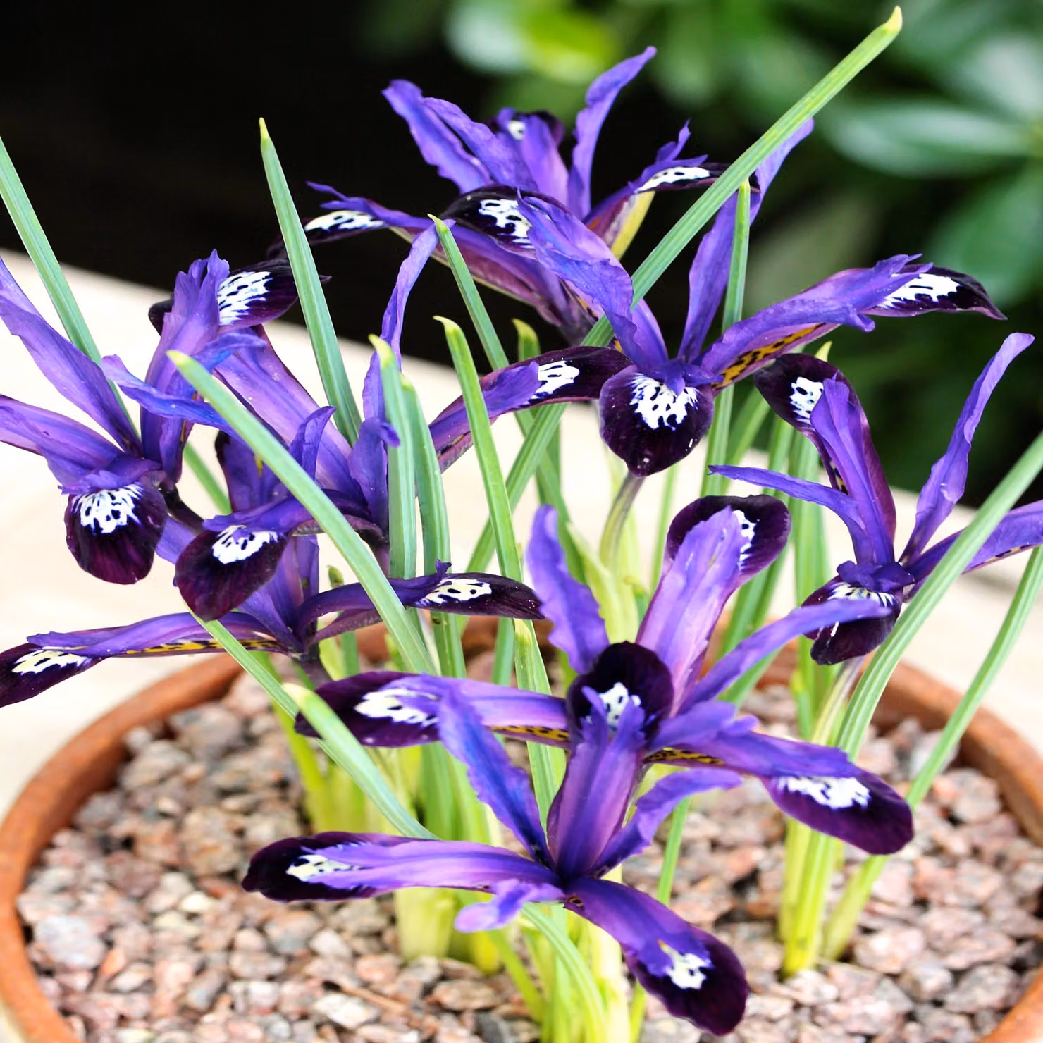 Bulbi da fiore Bulbi da fiore Fiori Iris a rete Iris blu Nota 10 pz.