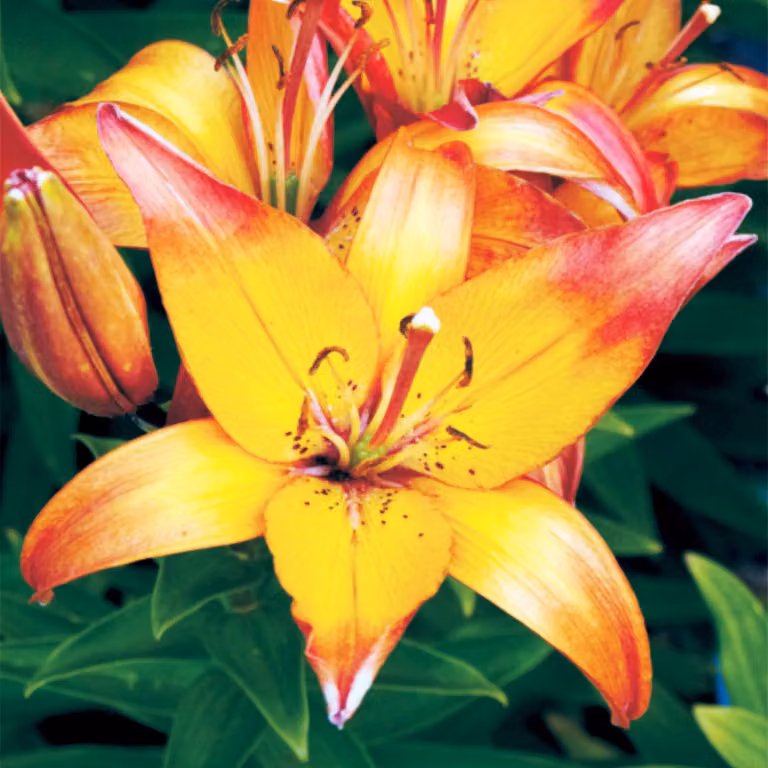 Gigli Bulbi Fiori Giglio asiatico bicolore Linda 1 pz.