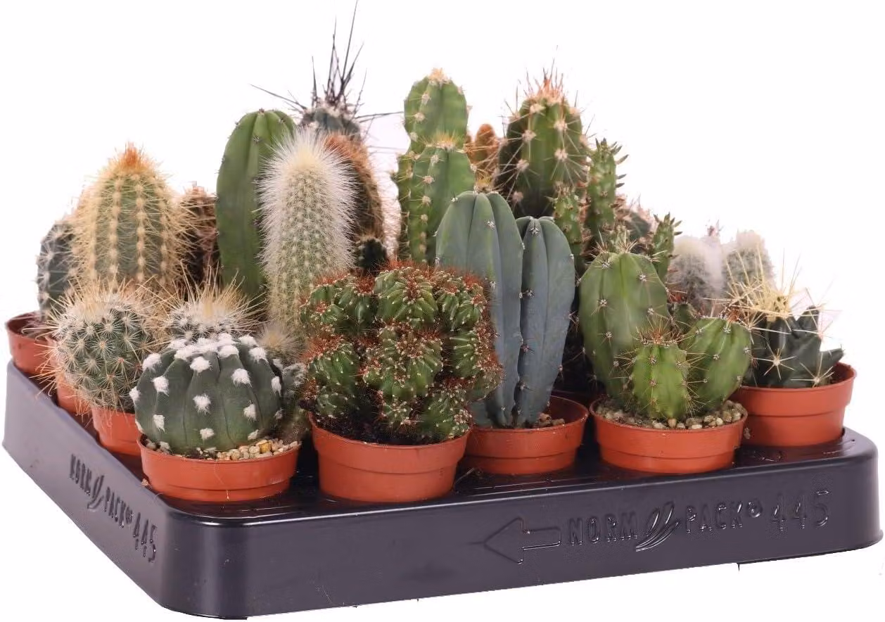 Set mini cactus 10 piante 10-15 cm – Piante da appartamento in vaso – facili da curare e decorative