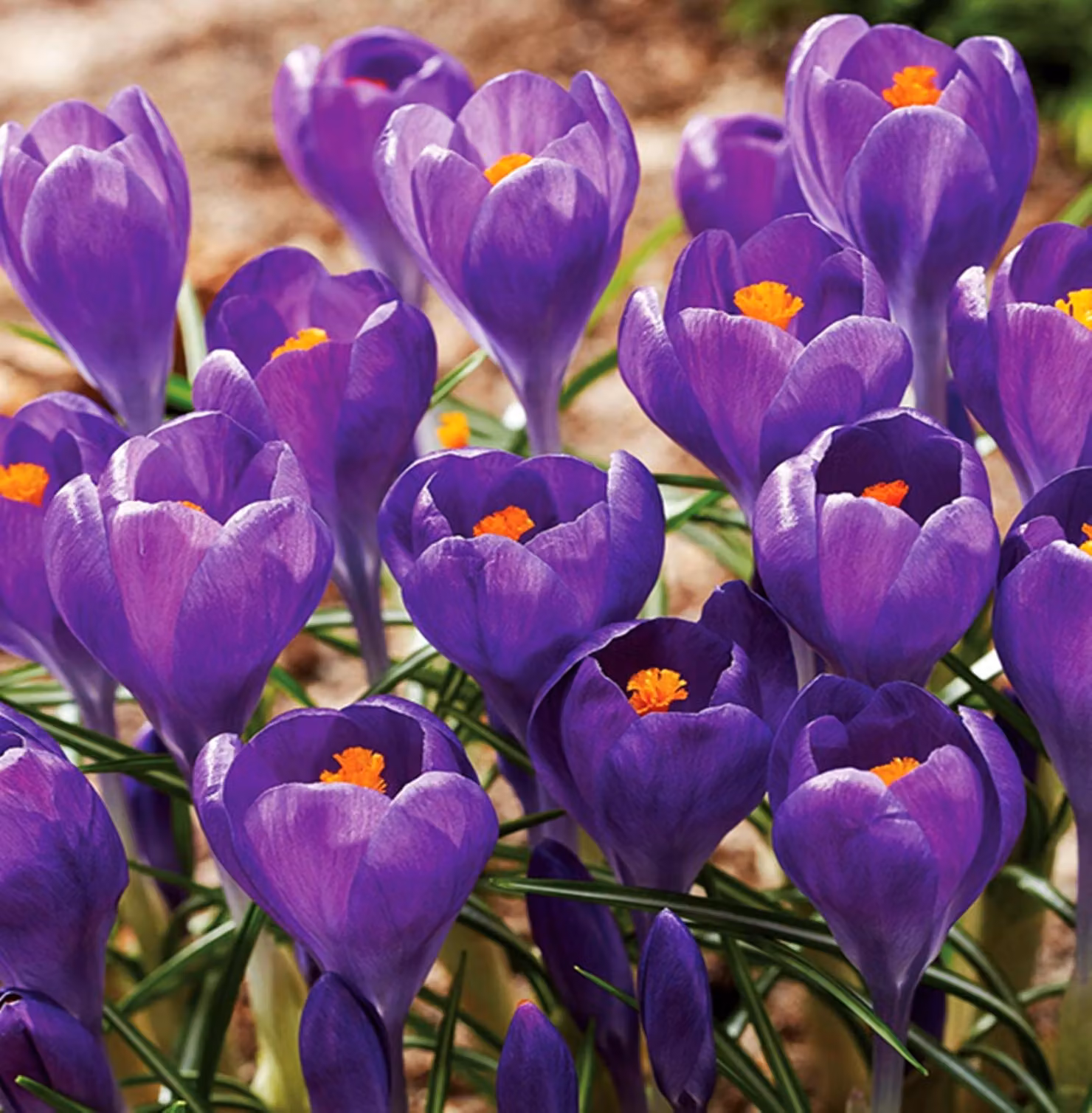 Bulbi da fiore Bulbi Crocus a fiore grande Crocus Blue Ocean 10 pz.
