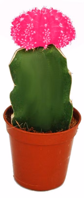 Gymnocalycium mihanovichii - fragola cactus - rosa - vaso da 5,5 cm