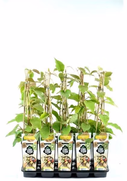 Kiwi Jenny 70 cm - Actinidia chinensis 'Jenny' - autofertile/autoimpollinante