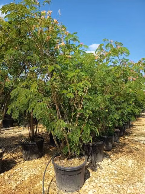 ALBIZIA JULIBRISSIN MULTITRONCO 80 Lt.150