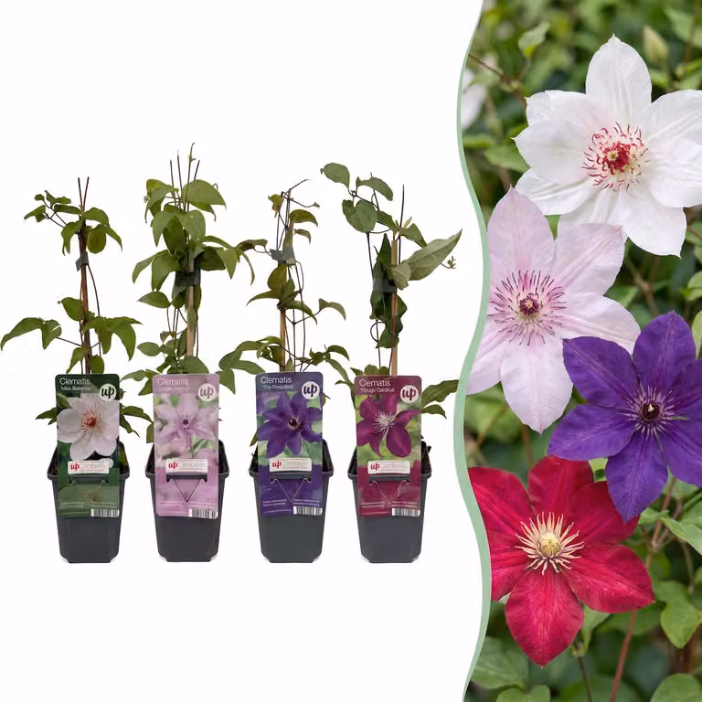 Clematide Rainbow - Clematide rampicante - Viola - Rosso - Rosa - Bianco - Pianta rampicante | 8 pezzi - 25-35cm - Ø9cm - Pianta da giardino