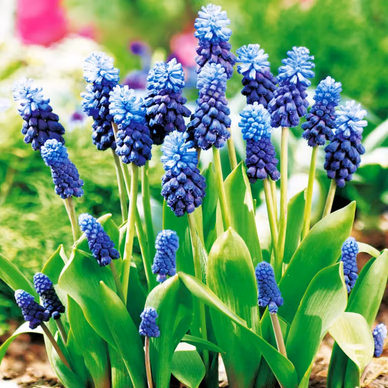 Bulbi di fiori di Muscari Bulbi di fiori di giacinto d'uva Latifolium 10 pz.