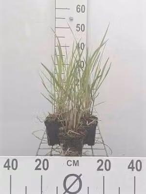 6 x Panicum virg. 'Squaw' - Miglio a pannocchia - Vaso da 9 x 9 cm