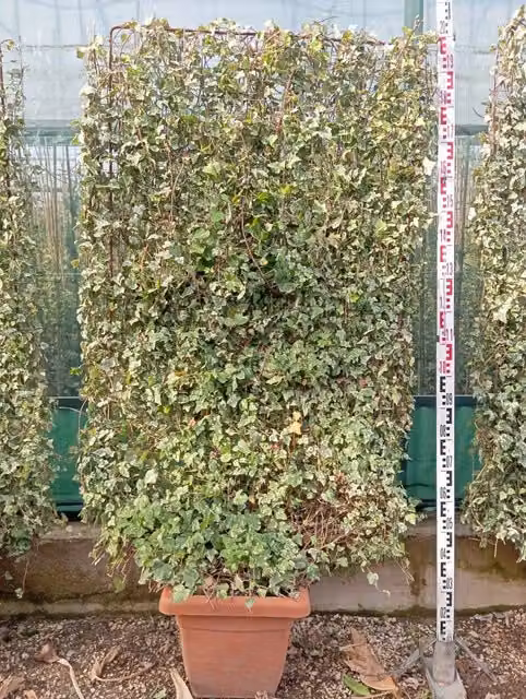 Edera Hedera Helix Kolibri Spalliera H 200 cm Vaso 40 cm Variegata