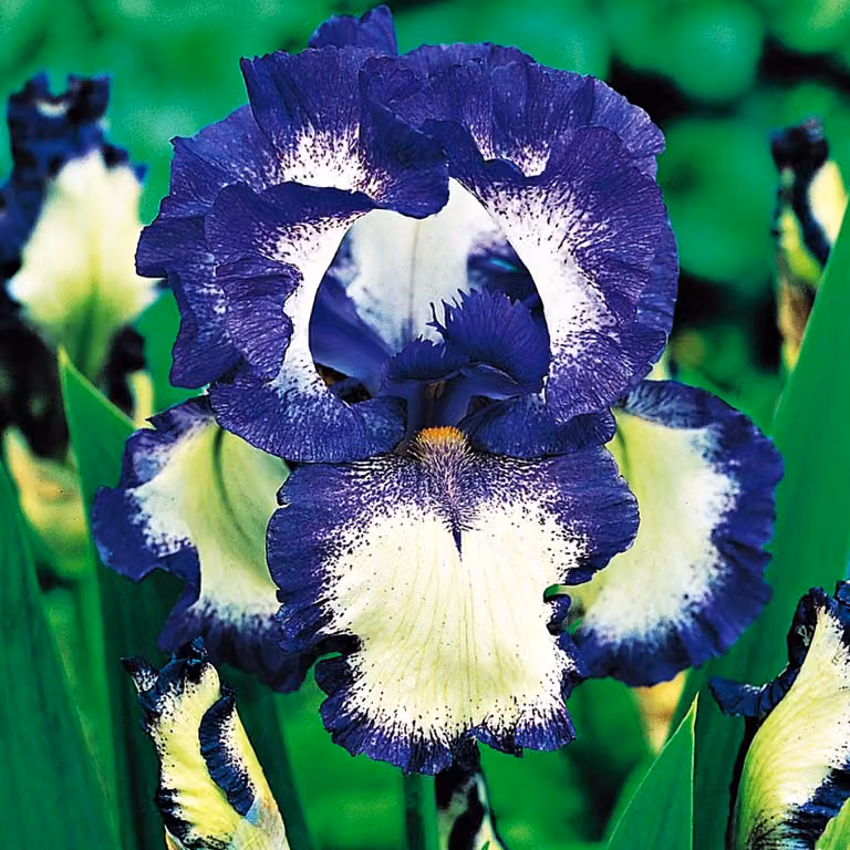 Iris Germanica Bródkowy Loop The Loop 1 pz Iris piantine Iris Iris