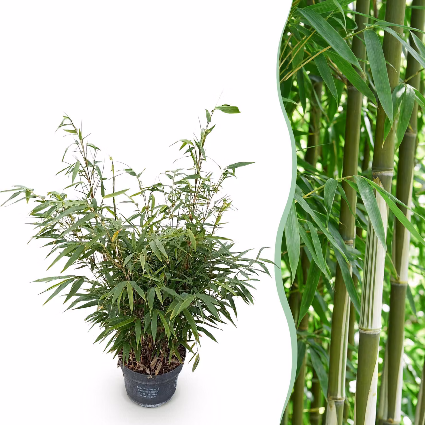 Erbe - Fargesia robusta Pingwu - Non invasivo Bambù - Sempreverde - 70-80cm - Ø23cm - Pianta da giardino