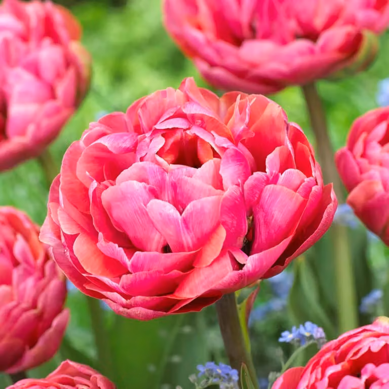 Bulbi di tulipano resistenti al freddo, perenni - Double Pink Passion - 20 bulbi - Piante vere provenienti dall'Olanda - Tulipani per giardino, vasi e balcone (bulbi grandi, senza semi, non artificiali)