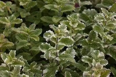 6 x Mentha rotund. 'Variegata' - Menta - vaso 9 x 9 cm
