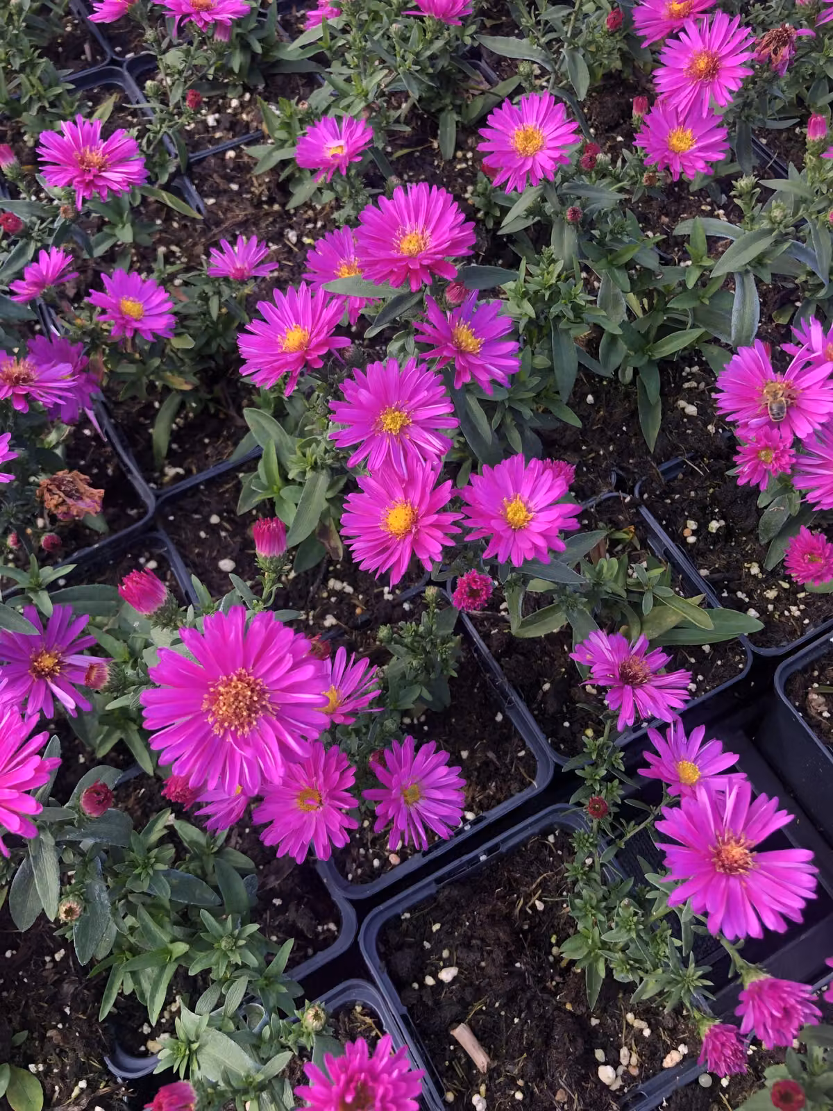 6 x Aster dumosus 'Starlight' - Aster in vaso 9x9 cm