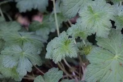 6 x Geranium hybr. 'Dreamland'® - Cranesbill - vaso 9 x 9 cm
