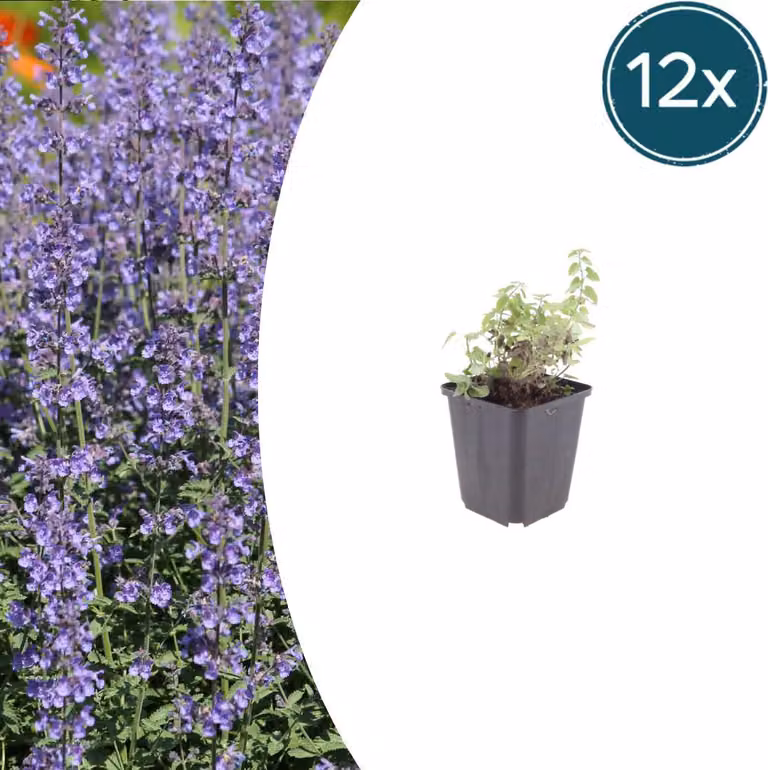 Nepeta 'Grol' | 12 pezzi - 10-25cm - Ø9cm - Pianta da giardino