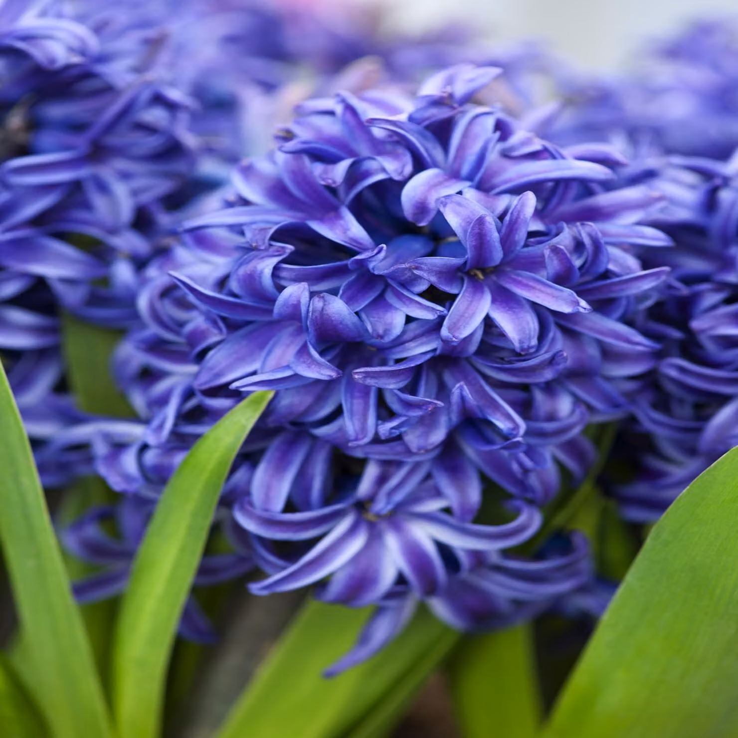 Bulbi di giacinto Bulbi di fiori Hyacinthus Blue Pearl 5 pz.