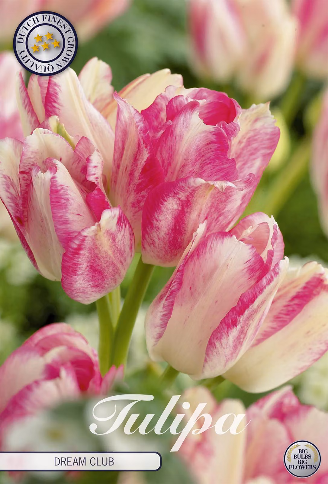 Tulipani Dream Club (7 bulbi) | Bulbi di tulipano di Sam van Schooten