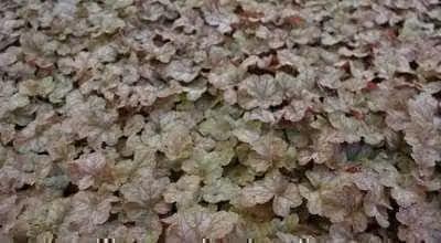 6 x Heuchera hybr. 'Pinot Gris' - Campane viola - Vaso da 9 x 9 cm