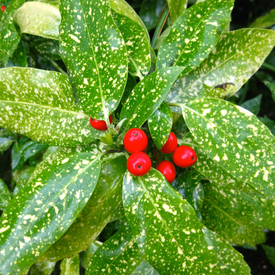 2 piante di Aucuba giapponese - *Aucuba japonica* 'Variegata' | Altezza: 30-40 cm, fornite in vaso