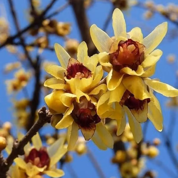 2 piante di Chimonanthus praecox (fiore invernale cinese), in vaso, altezza 30-40 cm